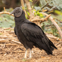 Black Vulture